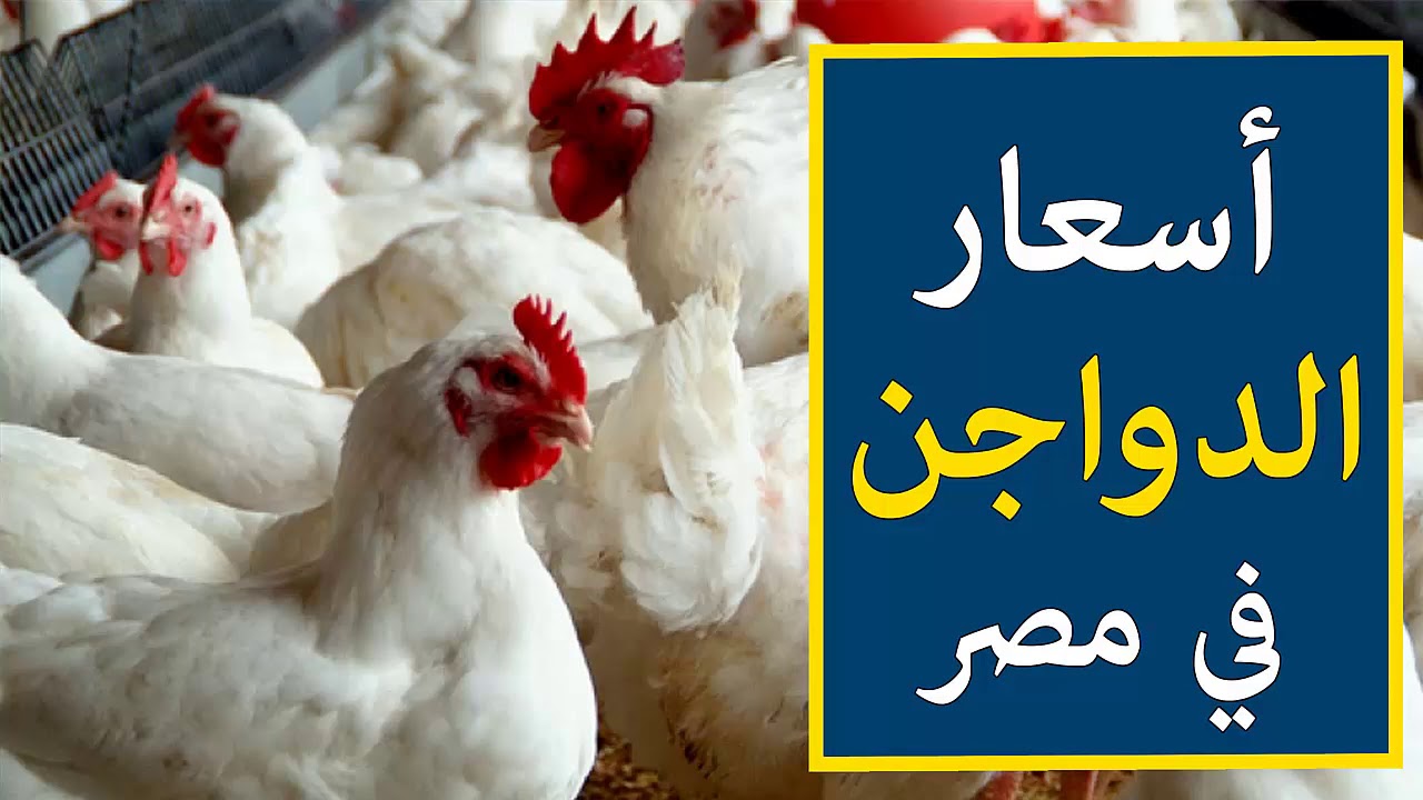 الفراخ بكام؟.. اسعار الدواجن البيضاء اليوم الثلاثاء 12 ديسمبر 2023 للمستهلك في مصر