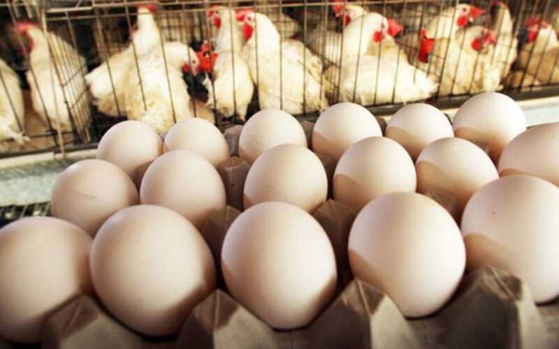 ما هو سعر كرتونة البيض اليوم الخميس 28 ديسمبر 2023 في المزرعة والمحلات