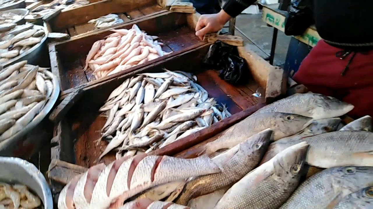 أسعار السمك اليوم للمستهلك بتاريخ 14 ديسمبر 2023 في جميع الاسواق المحلية والمحلات التجارية