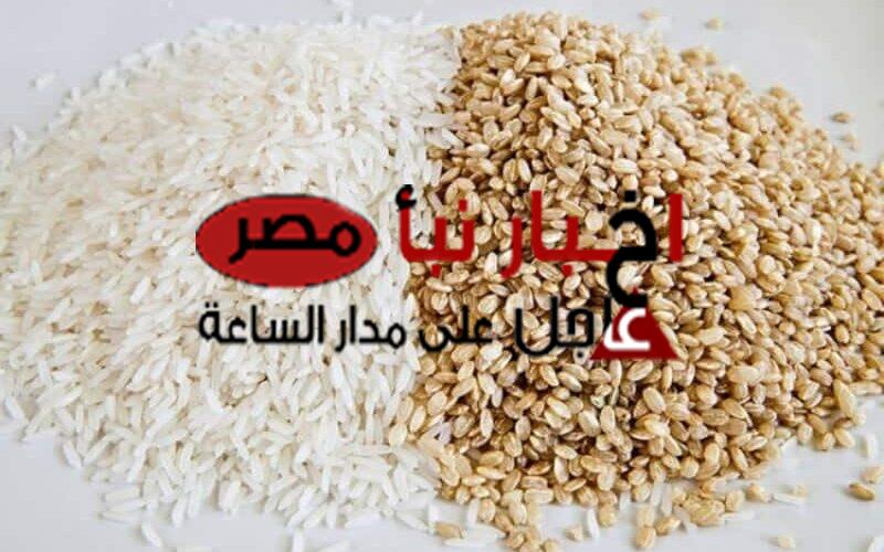 سعر طن الأرز الشعير اليوم 15 فبراير 2024 في جميع الاسواق
