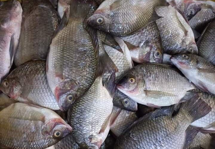 أسعار الأسماك اليوم الثلاثاء 20 فبراير 2024 في الأسواق المصرية