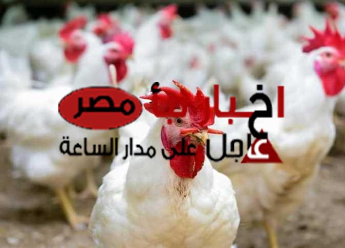 أسعار الدواجن والبيض اليوم الخميس 22 فبراير 2024 في مصر
