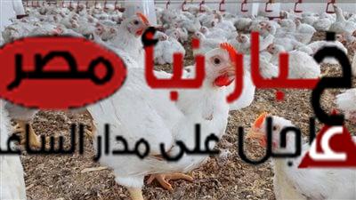 أسعار الدواجن والبيض اليوم الخميس 8 فبراير 2024 في الأسواق المصرية