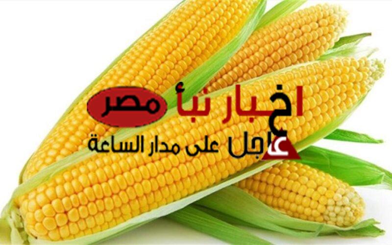 سعر الذرة الصفراء اليوم الثلاثاء 27 فبراير 2024 في الأسواق المصرية