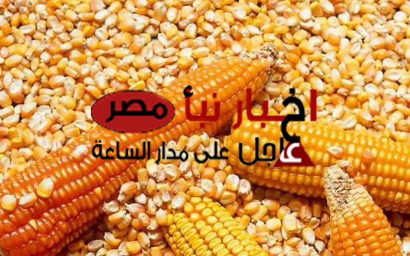 سعر طن الذرة الصفراء اليوم السبت 2 مارس 2024 في مصر