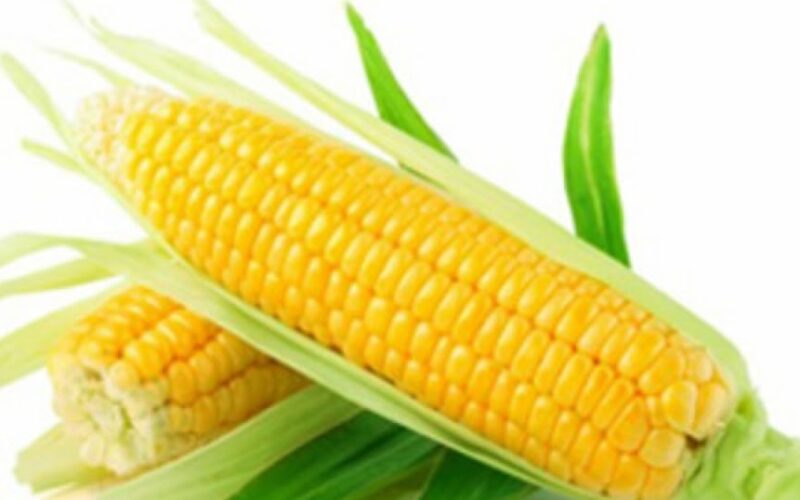 “أبيض وأصفر” سعر طن الذرة الصفراء اليوم الإثنين 22 أبريل 2024 في المحلات التجارية للمستهلك