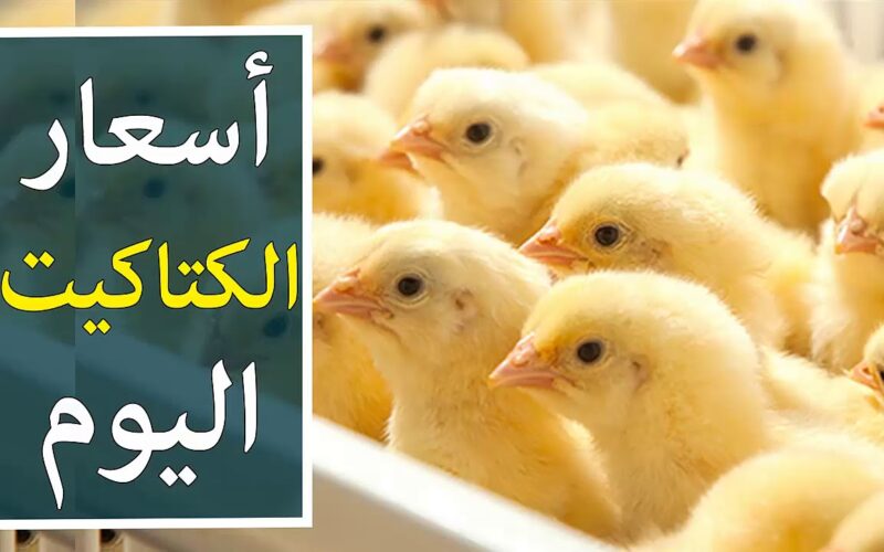 “الكوكو بكام” اسعار الكتاكيت اليوم الخميس 18 ابريل 2024 فى جميع الشركات المصريه