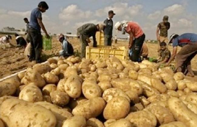 اسعار البطاطس اليوم الثلاثاء 23 ابريل 2024 فى جميع الاسواق المصريه