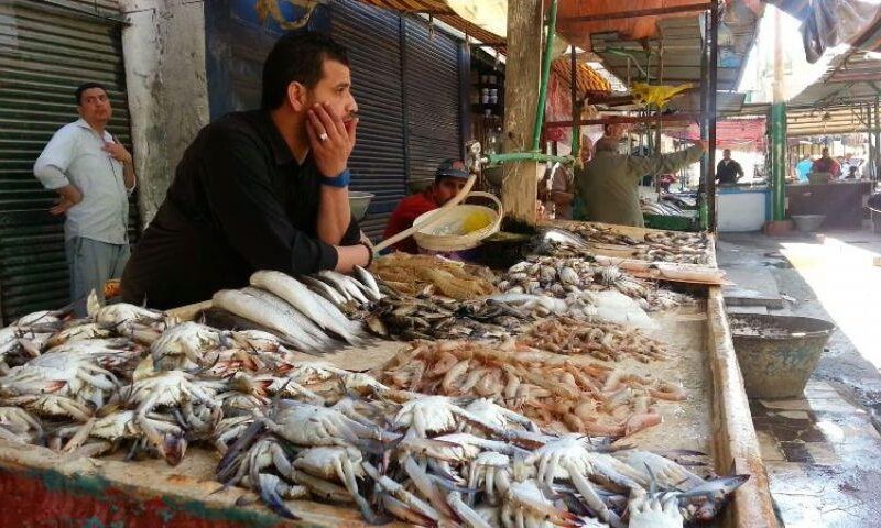 اسعار السمك اليوم الثلاثاء 23 ابريل 2024 فى جميع منافذ البيع المصريه