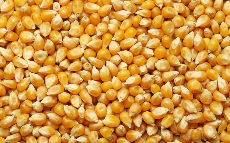 “مستورد ومحلي” سعر الذرة اليوم الخميس 25 أبريل 2024 في المحلات التجارية للمستهلك