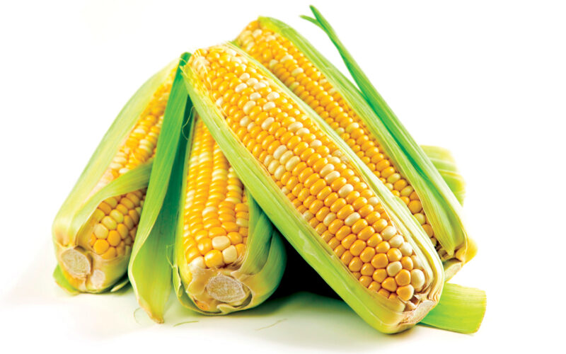 “صفراء وبيضاء” سعر الذرة اليوم الجمعة 26 أبريل 2024 في الأسواق المحلية للمستهلك