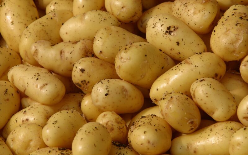 “مسلوقة ومحمرة” سعر البطاطس اليوم في سوق العبور السبت 20 أبريل 2024 للمستهلك