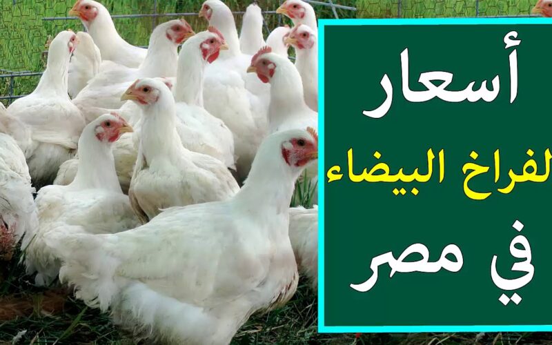 أسعار بورصة الدواجن اليوم الفراخ البيضاء الجمعة 26 ابريل 2024 للمُستهلك في بداية التعاملات الصباحية