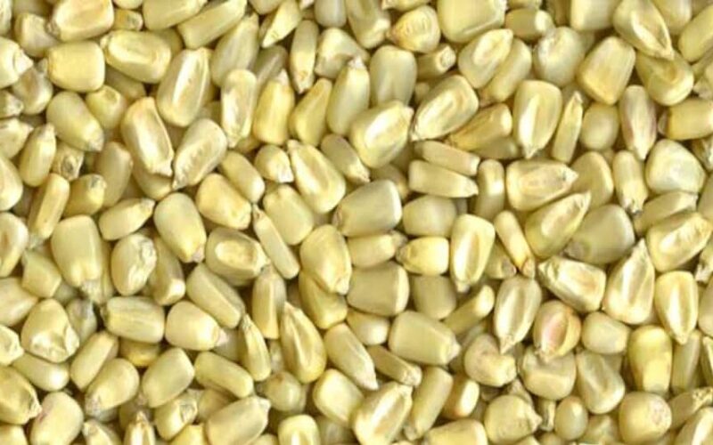 “الاردب على كام” سعر أردب الذرة البيضاء اليوم الاثنين الموافق 2024 للتجار في المحلات التجارية