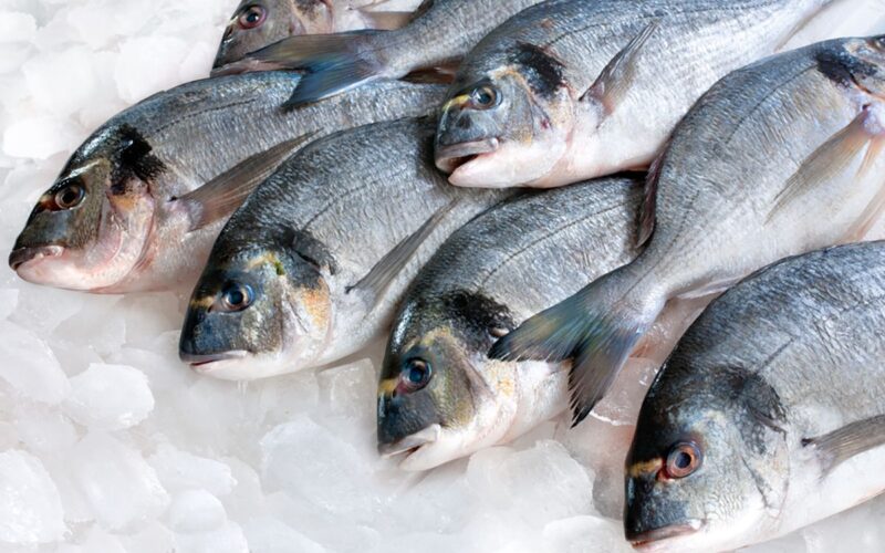 أسعار السمك اليوم للمستهلك الاربعاء 17 ابريل 2024 فى جميع منافذ البيع المصريه