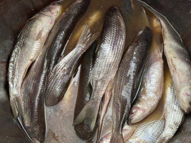 “الاسماك المملحة”  سعر الفسيخ اليوم الخميس 18 ابريل في الاسواق المحليه