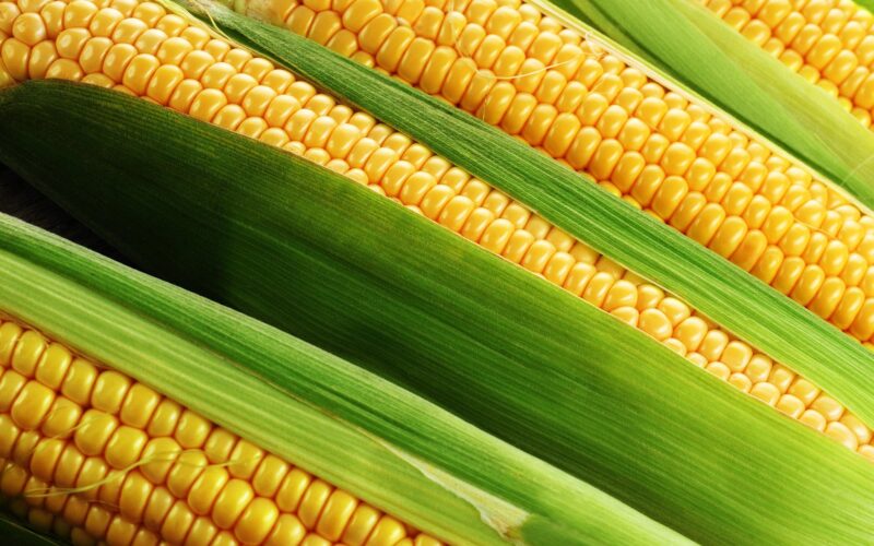“أرجنتيني وبرازيلي” سعر الذرة اليوم الخميس 25 أبريل 2024 في الأسواق المحلية للمستهلك