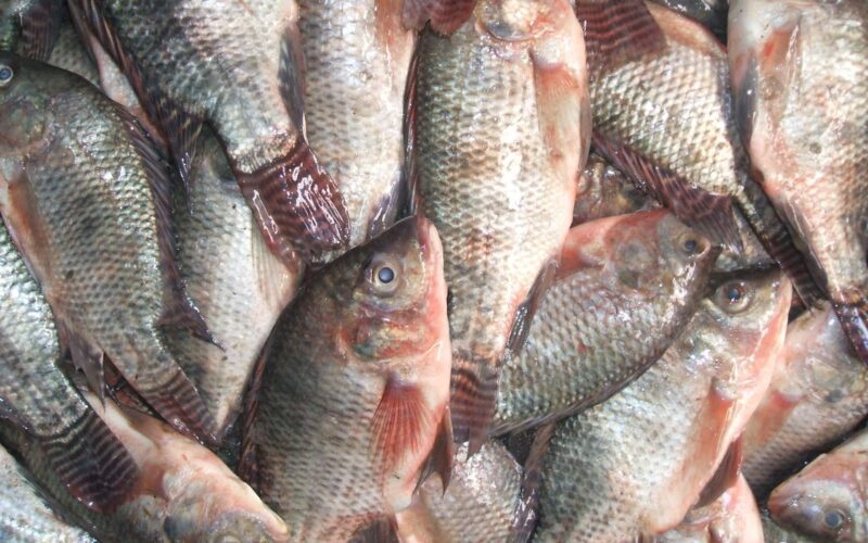 اسعار السمك البلطي اليوم الجمعة 26 ابريل 2024 في سوق العبور في بداية التعاملات الصباحية