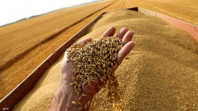 كم سعر أردب القمح اليوم الاربعاء 17 ابريل 2024 للمستهلك في الأسواق المصرية