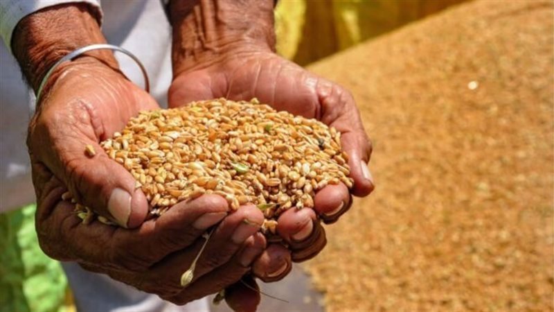 سعر أردب القمح اليوم تبعا لدرجة نقاء الحبه وتوريدات القمح في محافظة كفر الشيخ
