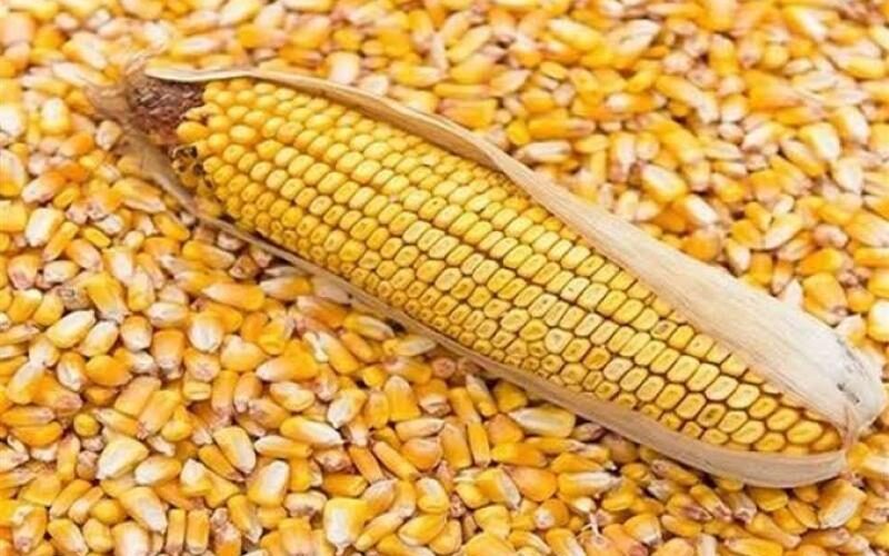 “ابيض واصفر” سعر طن الذرة الصفراء يوم الجمعة الموافق 10 مايو 2024 للمستهلك في المحلات التجارية