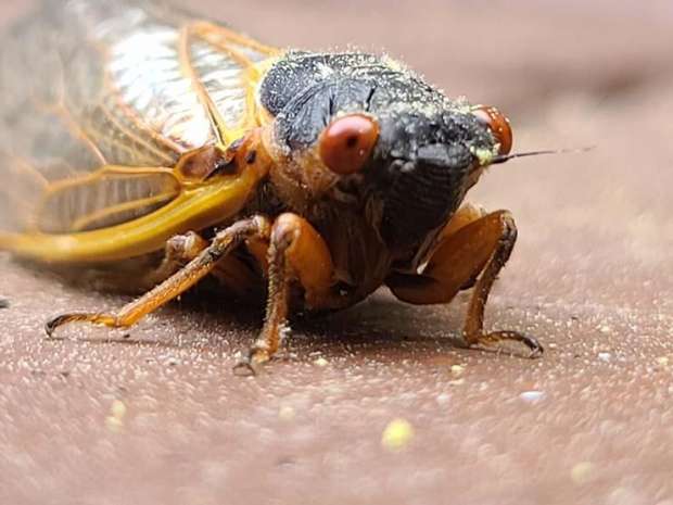 حشرات الزيز الزومبي تُهاجم الولايات المتحدة.. تفاصيل لأول مرة