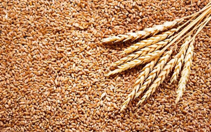 “اردب القمح بكام” سعر القمح الغلة يوم الجمعة 2024 في مصر في الاسواق للمستهلك