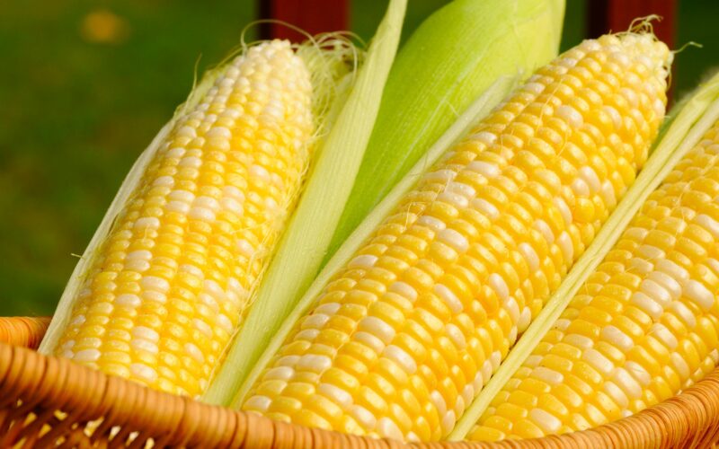 “مستورد ومحلي” سعر الذرة اليوم الأربعاء 1 مايو 2024 في الأسواق المحلية للمستهلك