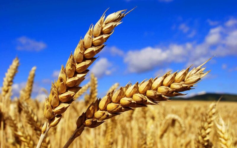 “روسي و اوكراني” سعر طن القمح اليوم الاربعاء 8 مايو 2024 للمستهلك في مصر