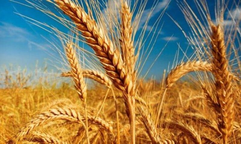 أسعار طن القمح عالمياً بالشحن اليوم الخميس الموافق 9 مايو 2024 في مصر