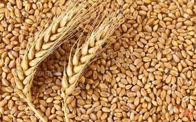 “الاردب بكام” اسعار القمح اليوم الاربعاء 1 مايو 2024 في الاسواق المحلية للمستهلك