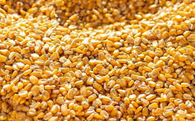“البرازيلي والارجنتيني” اسعار الذرة الصفراء اليوم الاربعاء 1 مايو 2024 في الاسواق للمستهلك