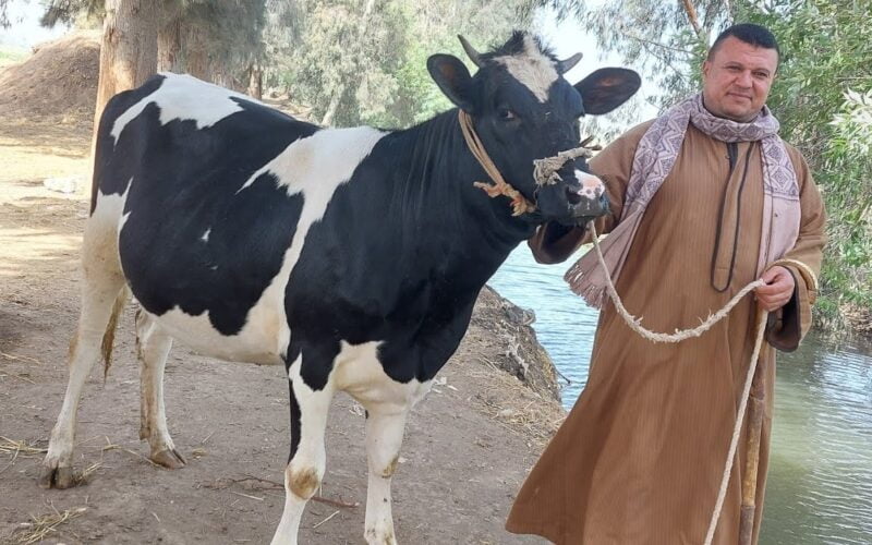 أسعار العجول البقري اليوم الخميس 16 مايو 2024 فى الاسواق المصريه