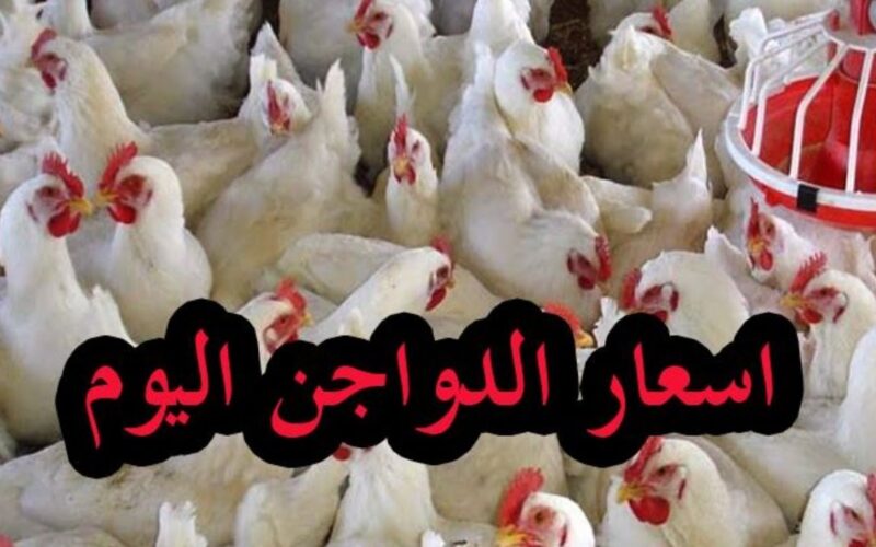 أسعار بورصة الدواجن اليوم الفراخ البيضاء الأحد 19 مايو 2024 وفي الأسواق المصرية