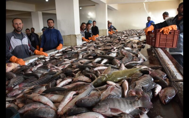“بلطى وبورى” اسعار السمك اليوم الاربعاء 15 مايو 2024 فى الاسواق وجميع منافذ البيع المصريه