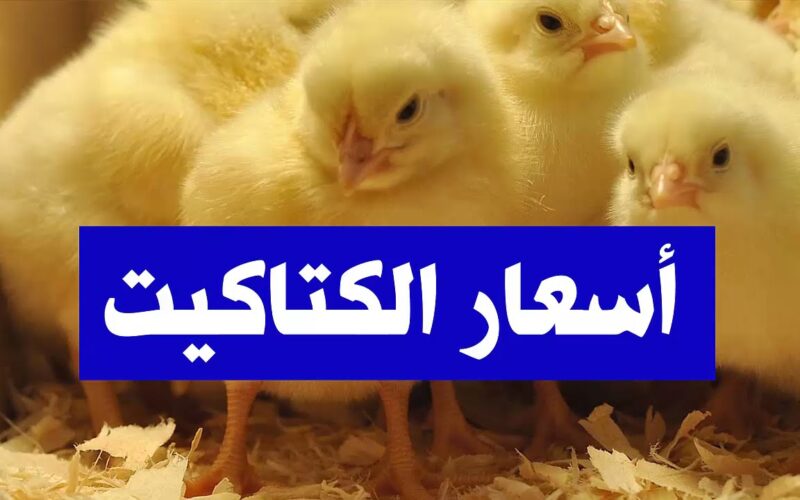 “الكوكو بكام” اسعار الكتاكيت اليوم  الجمعه 31 مايو 2024 فى  جميع الشركات المصريه