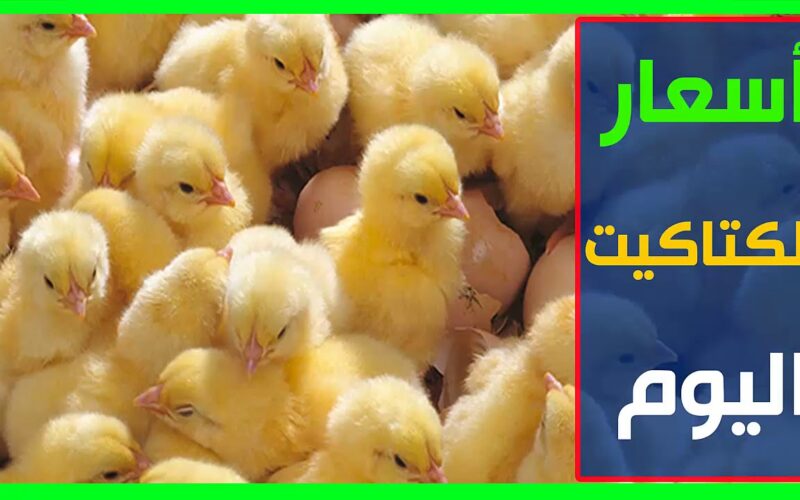 “الكوكو بكام” اسعار الكتاكيت اليوم  الاربعاء 29 مايو 2024 فى جميع الشركات المصريه