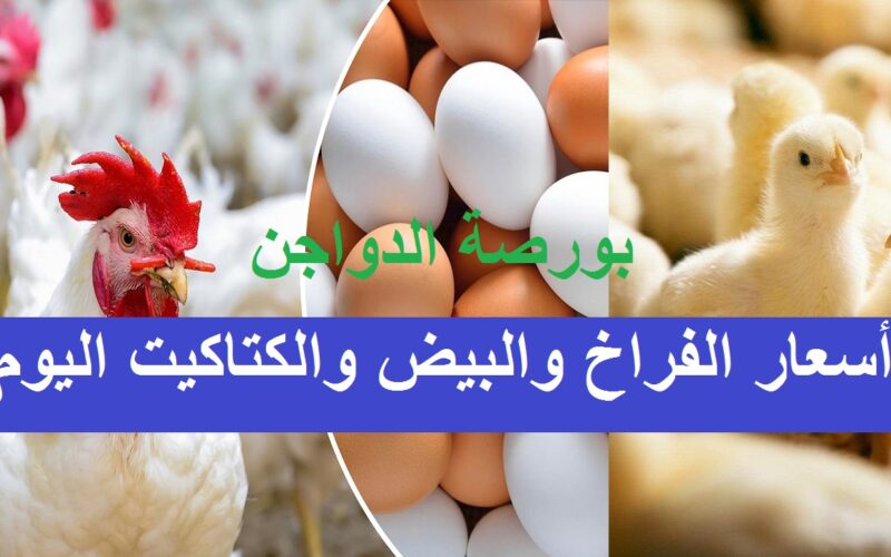 أسعار بورصة الدواجن اليوم الفراخ البيضاء الأربعاء 1 مايو 2024 وفي الأسواق المصرية للمستهلك