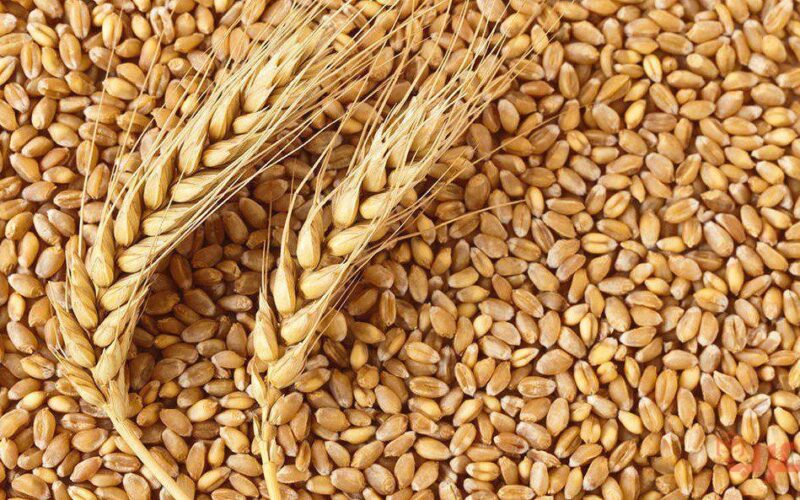“اردب القمح بكام” تعرف علي سعر توريد القمح 2024-2025 في مصر ومحافظة البحيرة