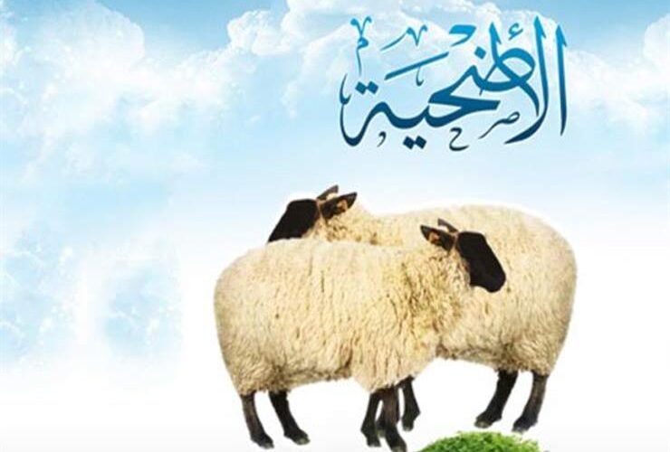 اعرف هتضحي بكام؟.. أسعار اضاحي العيد في مصر 2024 فى الاسواق وجميع منافذ البيع المصريه
