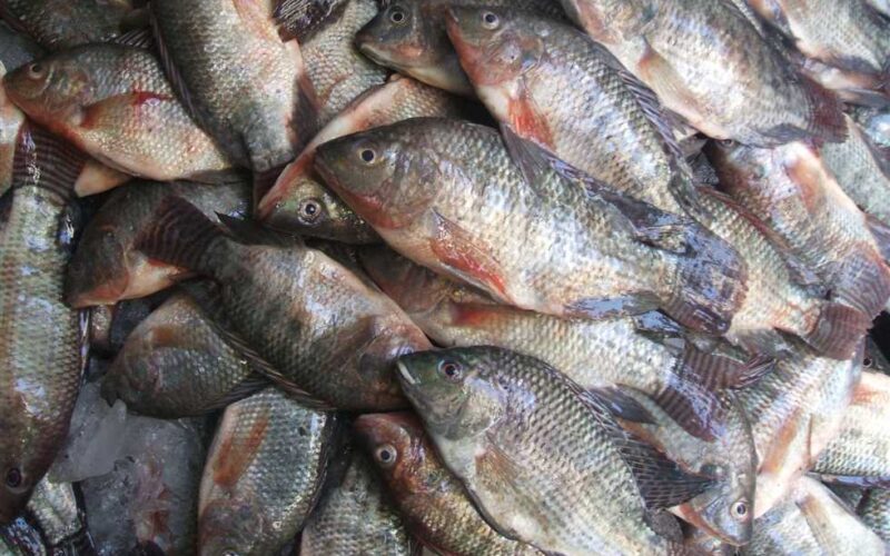 “جميع الأنواع” اسعار السمك اليوم البلطي والفليه السبت الموافق 29 يونيو 2024 في سوق العبور