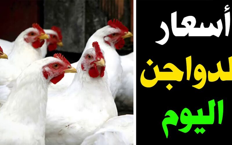 “أبيض وساسو” أسعار الدواجن اليوم الأحد الموافق 30 يونيو 2024 في الأسواق المصرية للمستهلك